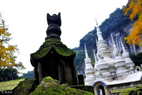 月湖的银杏：智慧与贡献的象征