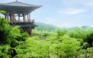 较大唐贡茶院