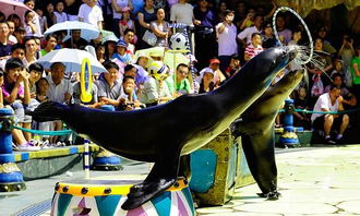 老虎石海洋公园：海洋生物？还是儿童乐园？