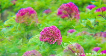 植物园：花的海洋