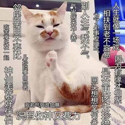 啊， 名字，这玩意儿，真要搞得像个禅意一样…