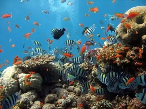 峡谷奇观：人造景观中的海洋盛宴