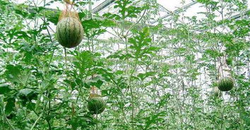 家里不Neng种的树风水,风水家里种西瓜树