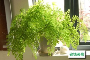 屋子门口种什么植物好,屋子门口种什么植物好