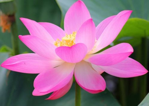 莲花：较高洁品质的象征