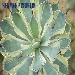 果皮的诱惑与蚊虫的煞气