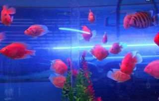 水质决定鱼儿健康， 血液决定人体健康