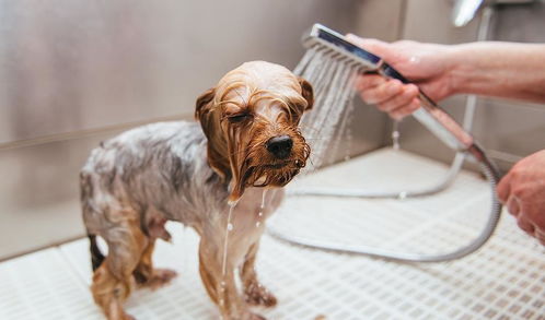 82年属狗风水禁忌，养两只狗，转运物件有哪些？