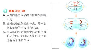 棱角指什么生肖，是哪个生肖的象征？