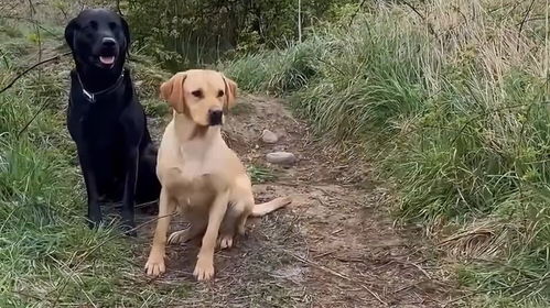 82年狗大海水命缺金，取什么网名能补金元素？