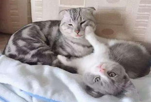 家里养猫真的能辟邪或改放房间驱邪物品的吉凶效果吗？