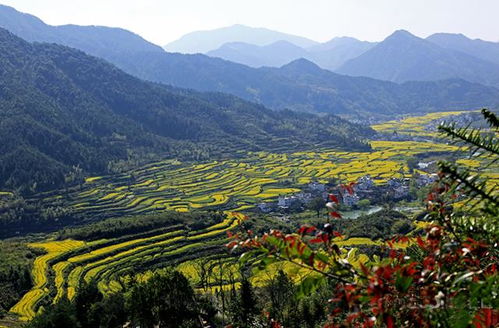 江岭景色：油菜花海与徽派建筑的混合体