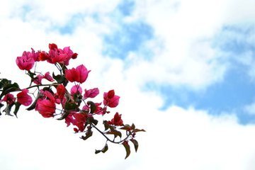 梅花易数如何通过数字预测姻缘吉凶和寻物结果？