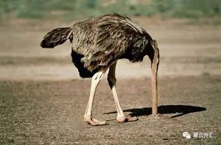 夜行荒野的星辰暗示