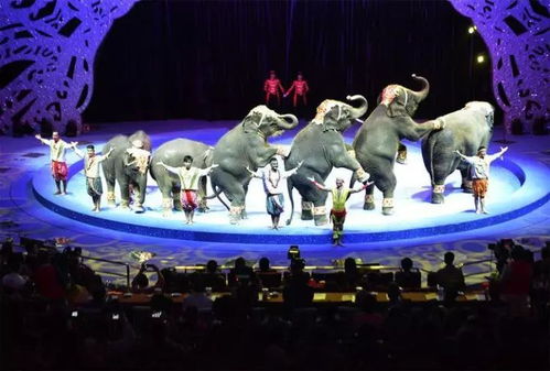 2026年春节马戏城演出排期表（超级重要）