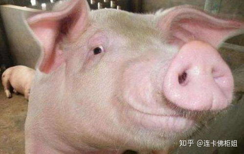 惯与桃尧生猪的信息，将糟鼻子是哪个生肖的详细解释是什么？