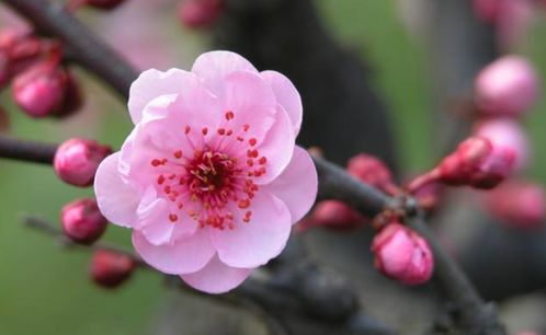 花588块买の