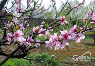 一、 探秘龙冈桃花园，邂逅千年古镇魅力