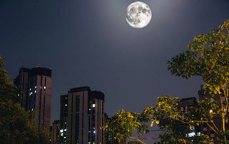 一、 月光里偷懒的西湖——中秋夜免费赏月的奇怪邀请