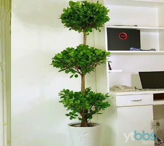 东南角应该放什么,东南角风水放什么植物