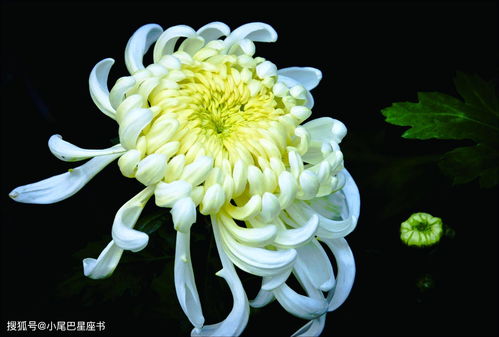 菊花指什么生肖？菊花生肖的代号是什么意思？