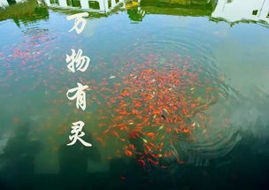 放生：一念慈悲， 乾坤万象