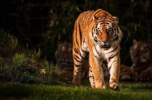 1962年属虎人在2026年农历七月财运运势如何？