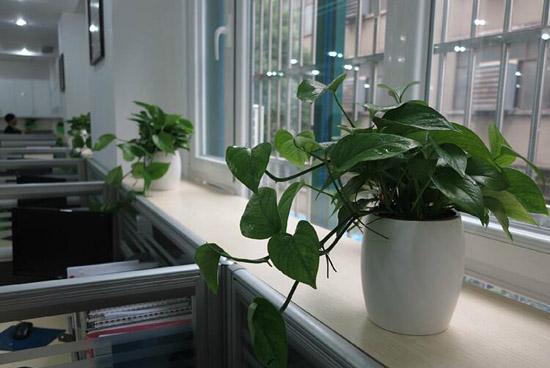 窗台摆放哪些下垂植物有利于风水？