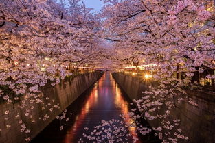 目黑川——夜色里的薄雾与灯光交织