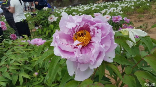 园子里到处都是坑！电瓶车比门票还贵