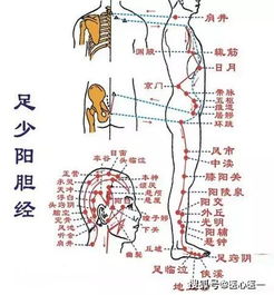 中医里所说的三阳具体指的是哪三个经络？