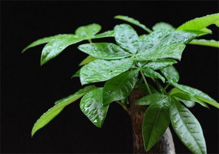 莲花竹养几枝风水作用好,莲花竹养几棵有什么说法