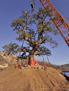 树载千秋， 薪火相传，还有那些外国专家