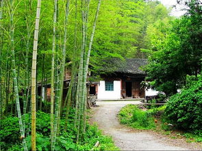 房屋后面有树林好吗,屋后小树林风水好吗