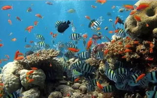 珍珠代表什么生肖？海底龙宫戏珍珠打一个生肖是什么生肖？