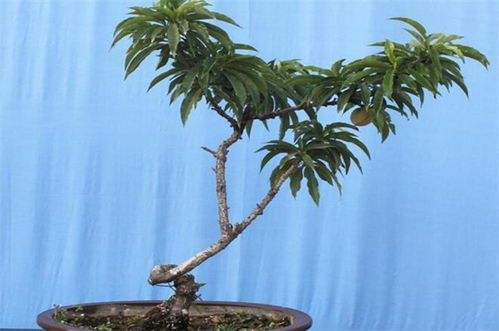 家里不见阳光的风水树,家养不见阳光的植物