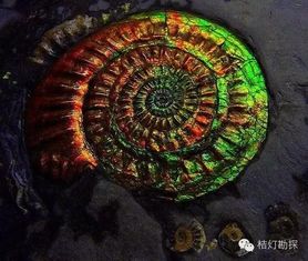 彩斑菊石风水功效,斑彩菊石放大检查