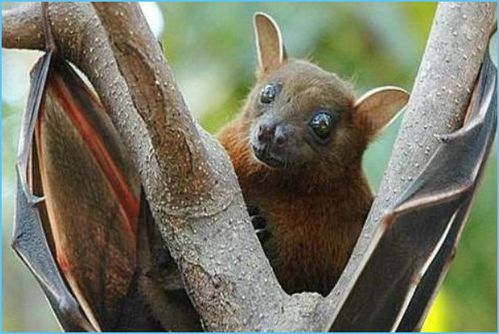 蝙蝠闯进屋里——是福是祸？