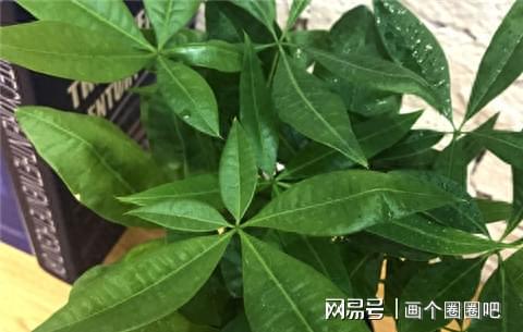 三、发财树最终还是结果是：绿萝还是有钱人的梦？