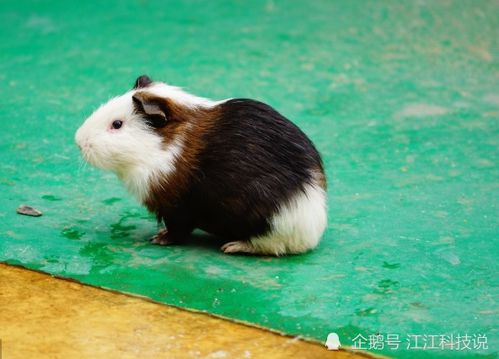 属鼠的日子生鼠宝宝，与属龙男鼠女婚配，是否最佳？