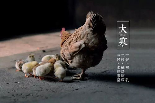 男人梦见好多鸡心情爽梦见水是什么吉凶预兆？