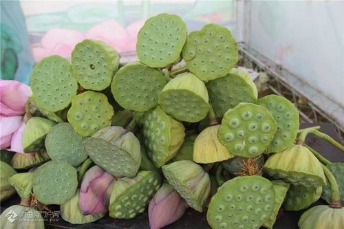 丹山荷花节具体举办时间和地点在哪里？