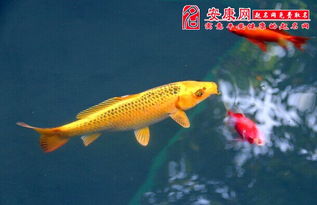 龙鱼：昂首挺胸的财神