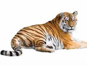 虎年出生1974女风水,生肖虎74年出生的女人