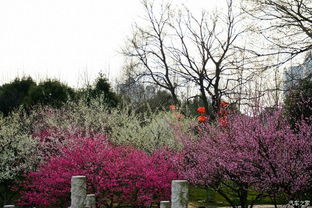 一、 春日常州，邂逅红梅之美