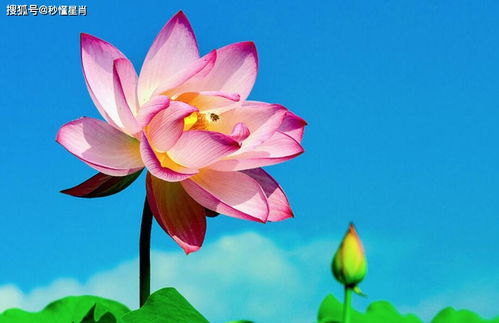 一、 生肖羊——从“凶星大闹”到“福星高照”的奇幻漂流