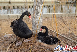 天鹅抱蛋风水究竟有什么好,天鹅抱蛋的风水好不好