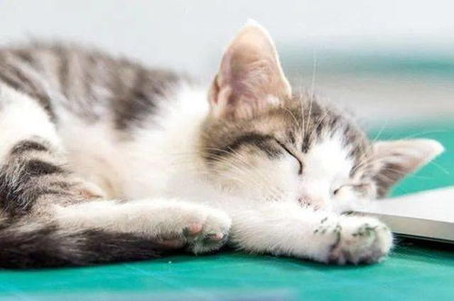 不爱吃饭的猫咪该怎么办,猫不爱吃饭的风水