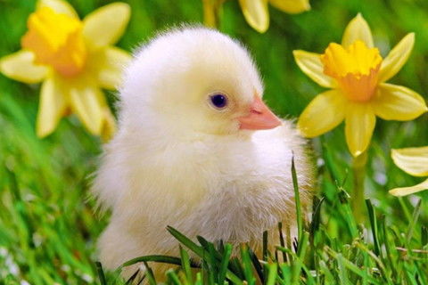 1981年属鸡男性朋友今天运势如何？