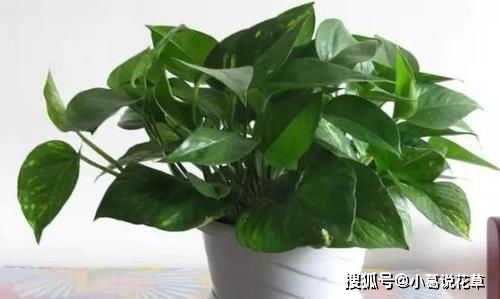 我家绿萝疯长得像恐怖片现场